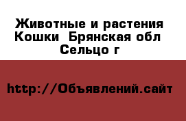 Животные и растения Кошки. Брянская обл.,Сельцо г.